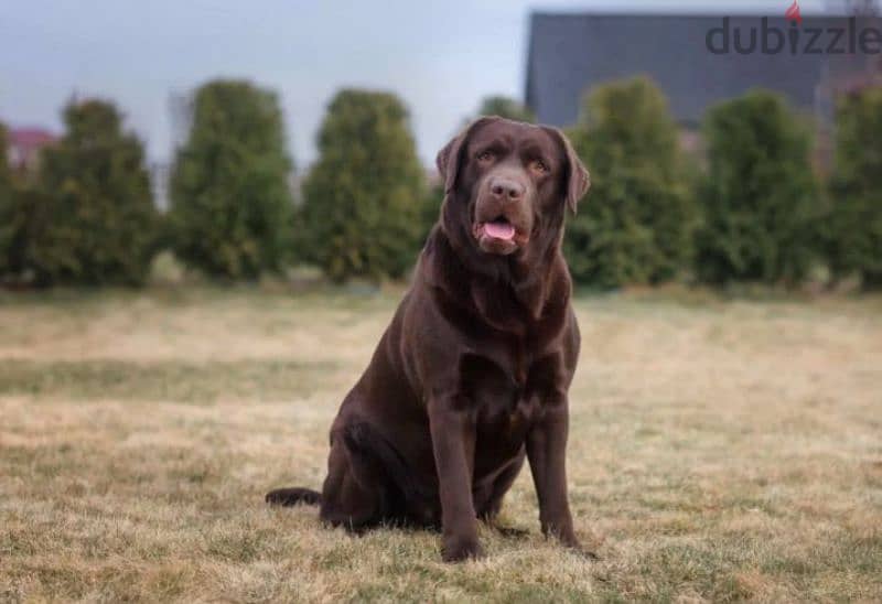 Labrador puppy Male from Russia 4