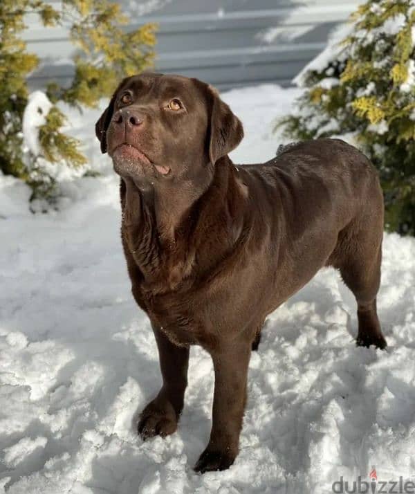 Labrador puppy Male from Russia 5