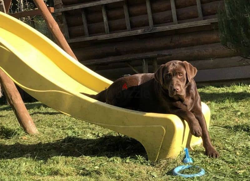 Labrador puppy Male from Russia 6