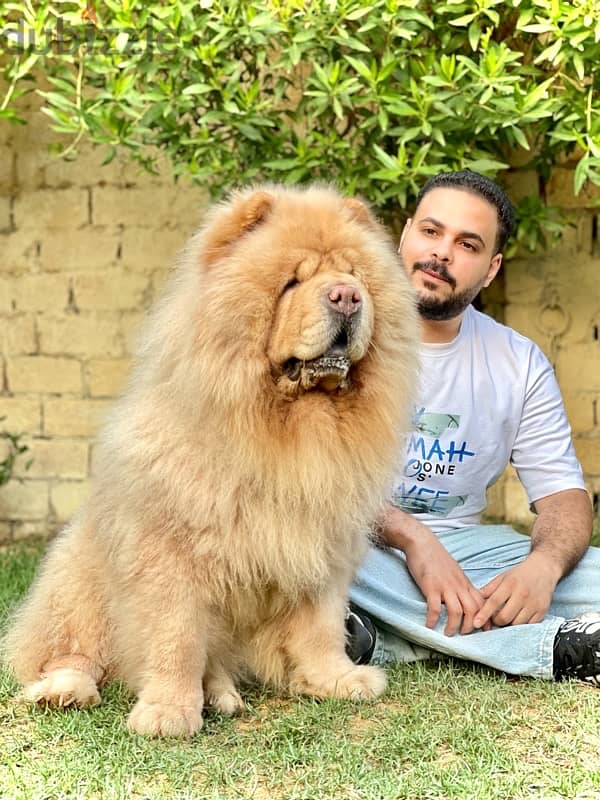 للجواز تشاو تشاو chow chow 0