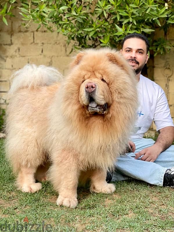 للجواز تشاو تشاو chow chow 1