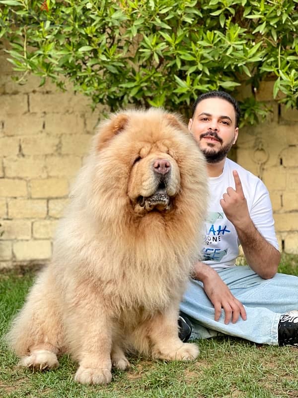 للجواز تشاو تشاو chow chow 2