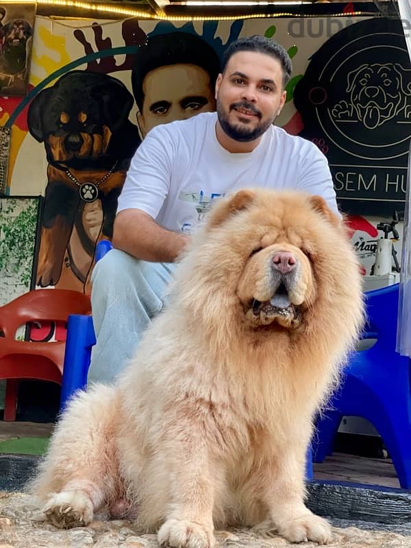 للجواز تشاو تشاو chow chow 3