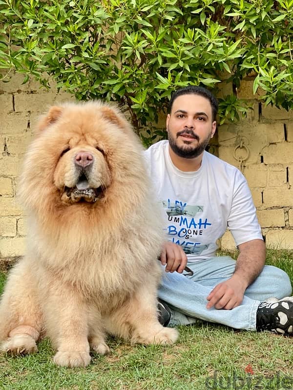 للجواز تشاو تشاو chow chow 4