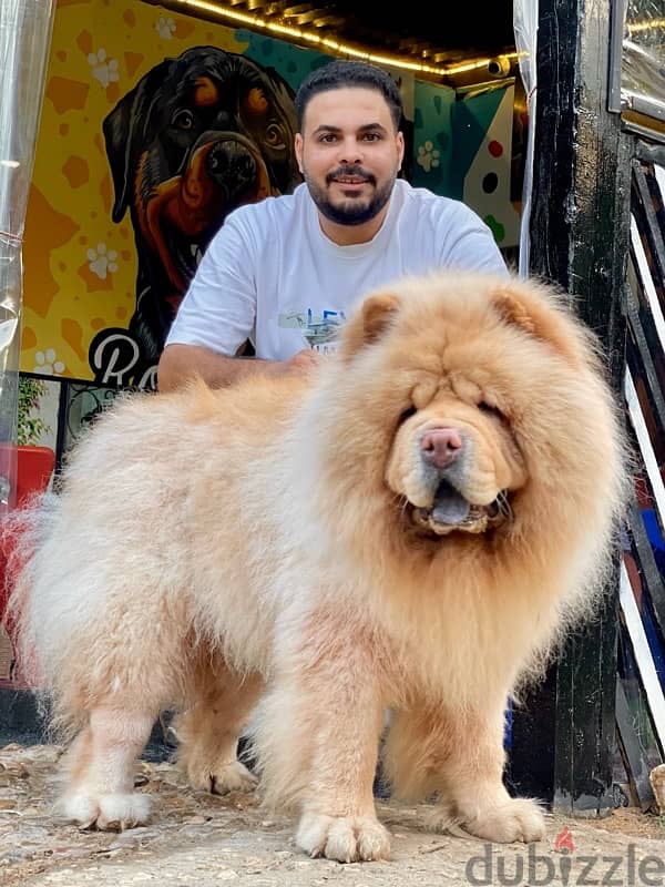 للجواز تشاو تشاو chow chow 5