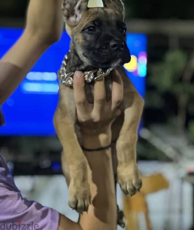 female cane corso