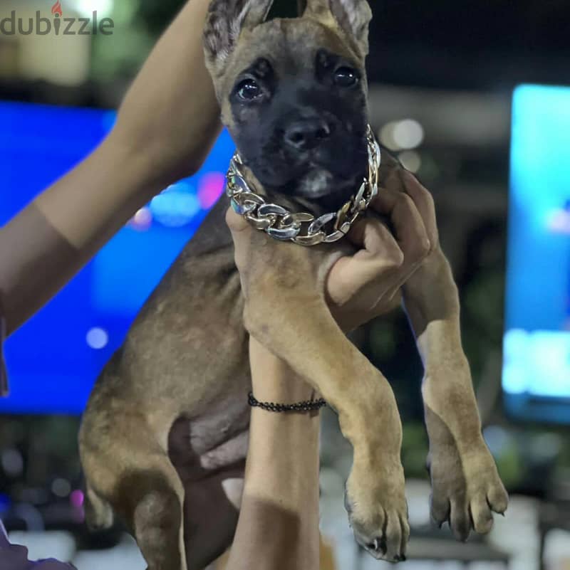 female cane corso 1