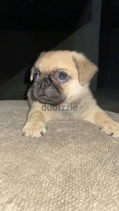 كلب بج | pug dog