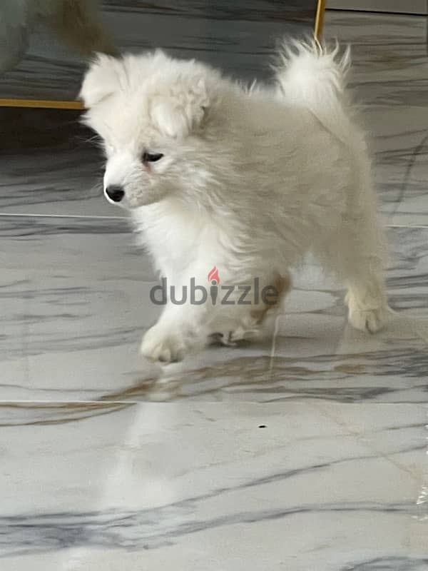 Siberian Samoyed puppies , female, 2month old. 3