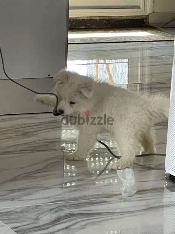 Siberian Samoyed puppies , female, 2month old. 4