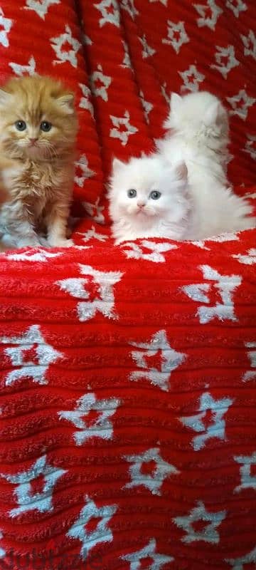 كيتن شيرازي شانشيلا ولد بنت بيور مطعمين Male female Persian cat pure 1