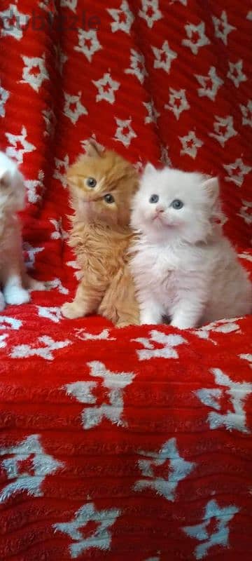 كيتن شيرازي شانشيلا ولد بنت بيور مطعمين Male female Persian cat pure 2