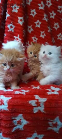 كيتن شيرازي شانشيلا ولد بنت بيور مطعمين Male female Persian cat pure 0