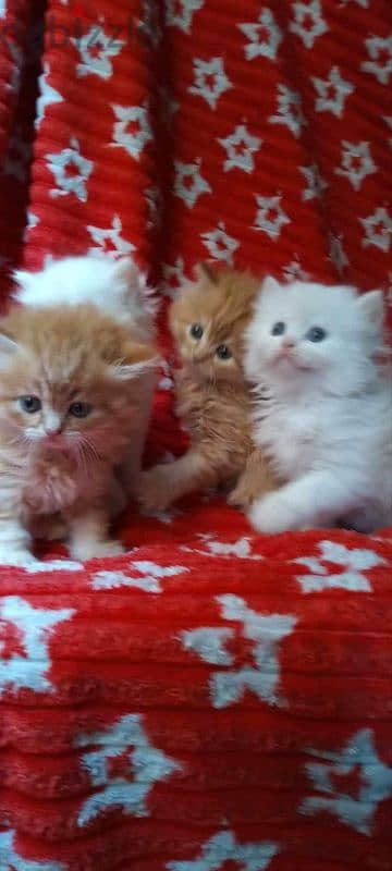 كيتن شيرازي شانشيلا ولد بنت بيور مطعمين Male female Persian cat pure