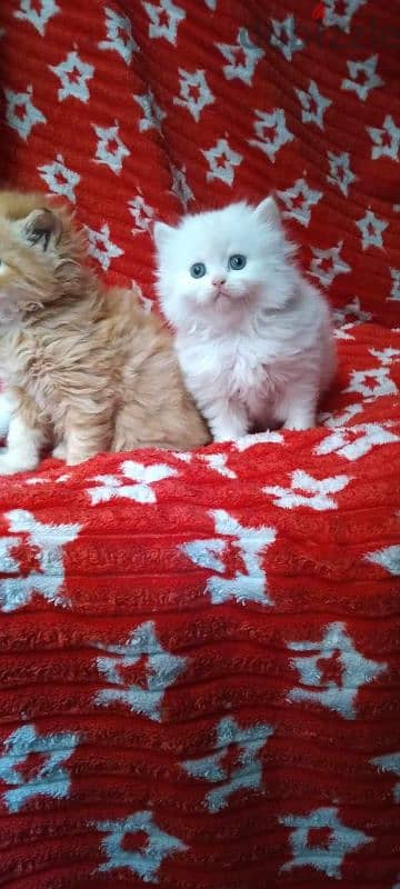 كيتن شيرازي شانشيلا ولد بنت بيور مطعمين Male female Persian cat pure 3