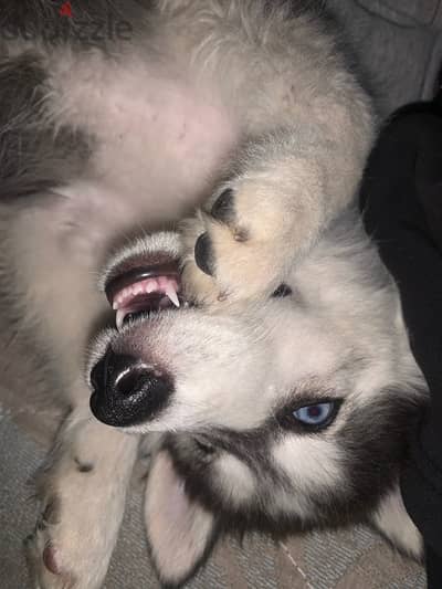 هاسكي لونج هير_Husky