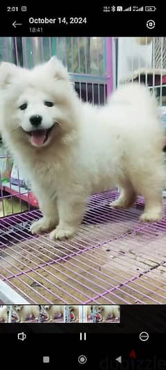 بنوتة ساموييد Samoyed 0