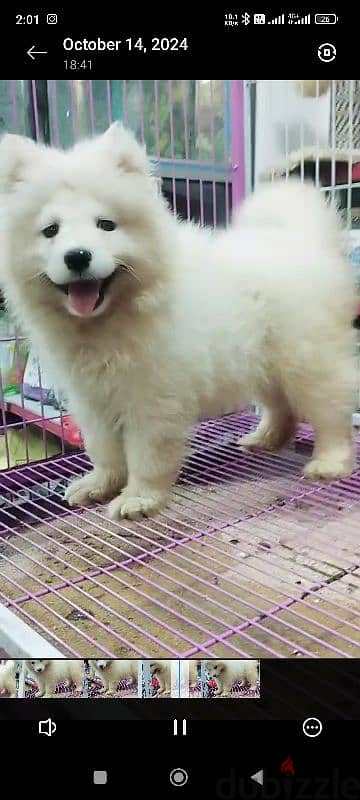 بنوتة ساموييد Samoyed