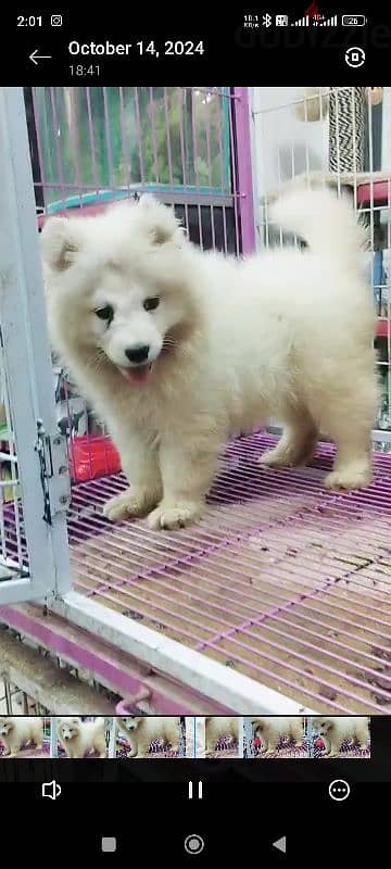 بنوتة ساموييد Samoyed 1