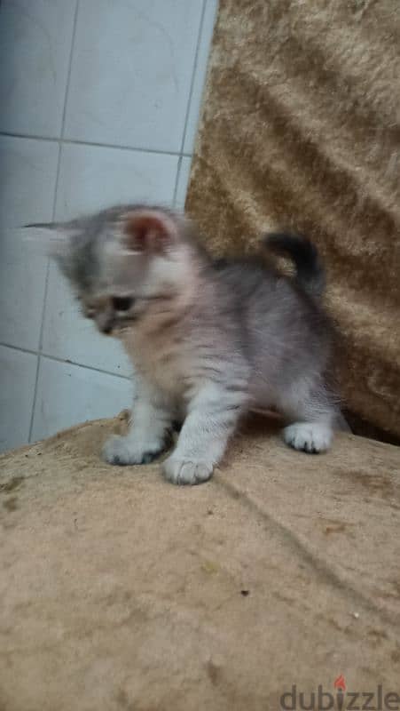 55 days old female cat 1