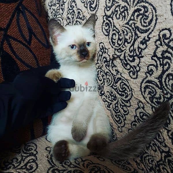 Seal point Traditional siamese سيامي سيامى 0