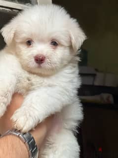 havanese puppy  color eye 0