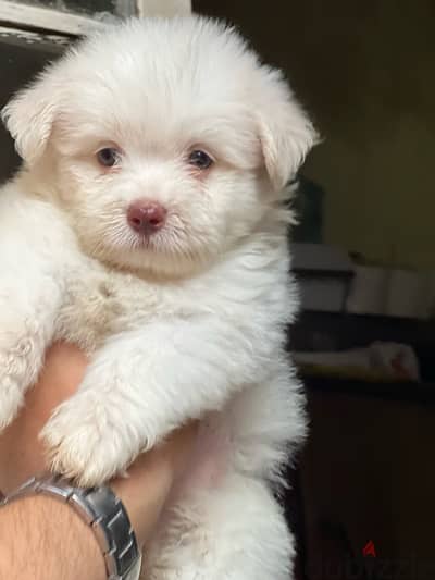 havanese puppy  color eye