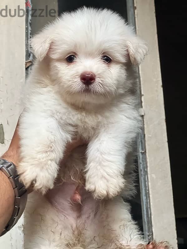 havanese puppy  color eye 1