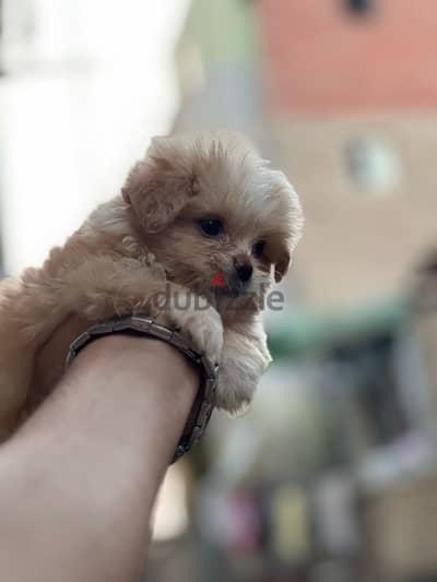 mix shitzu with Pomeranian