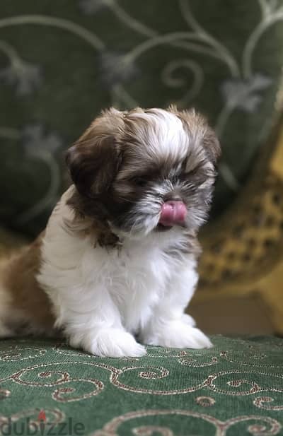 Red Nose Pure Shih Tzu Puppy Male Shihtzu