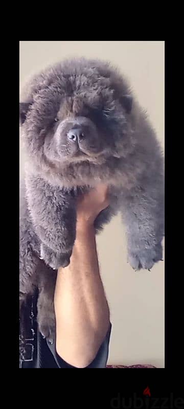 اجمل جراوي تشاو تشاو بلو - blue chow chow puppies