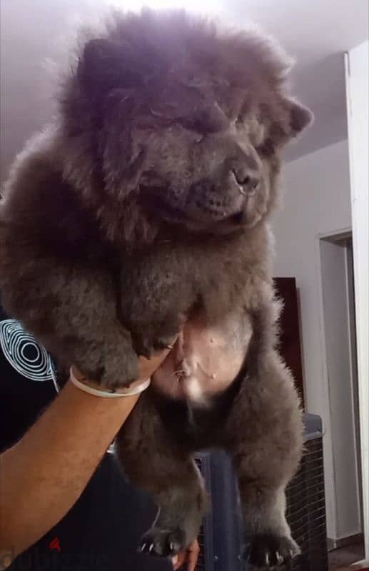 اجمل جراوي تشاو تشاو بلو - blue chow chow puppies 2