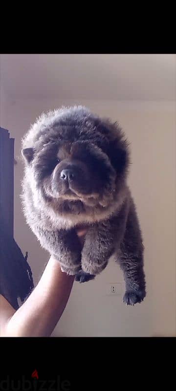 اجمل جراوي تشاو تشاو بلو - blue chow chow puppies 3