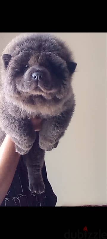 اجمل جراوي تشاو تشاو بلو - blue chow chow puppies 4