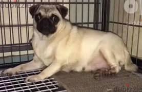 نتايه بج | pug female pure 0