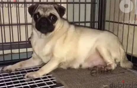 نتايه بج | pug female pure