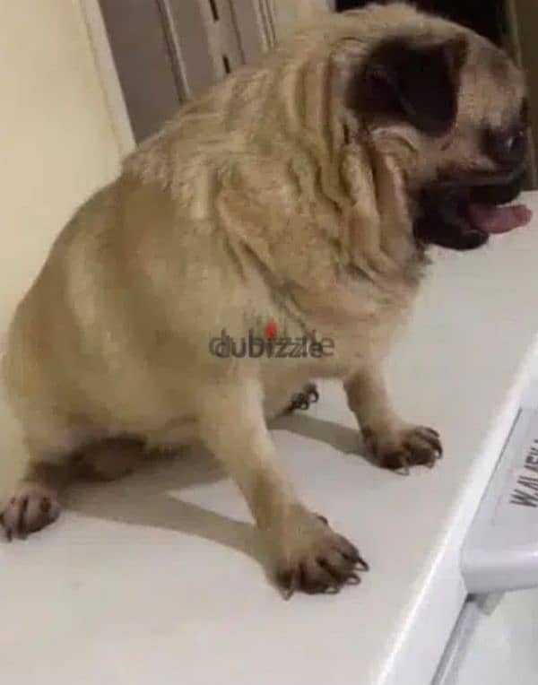 نتايه بج | pug female pure 1