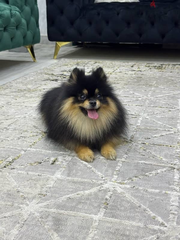 Pomeranian بومرينيان بومرينان 1