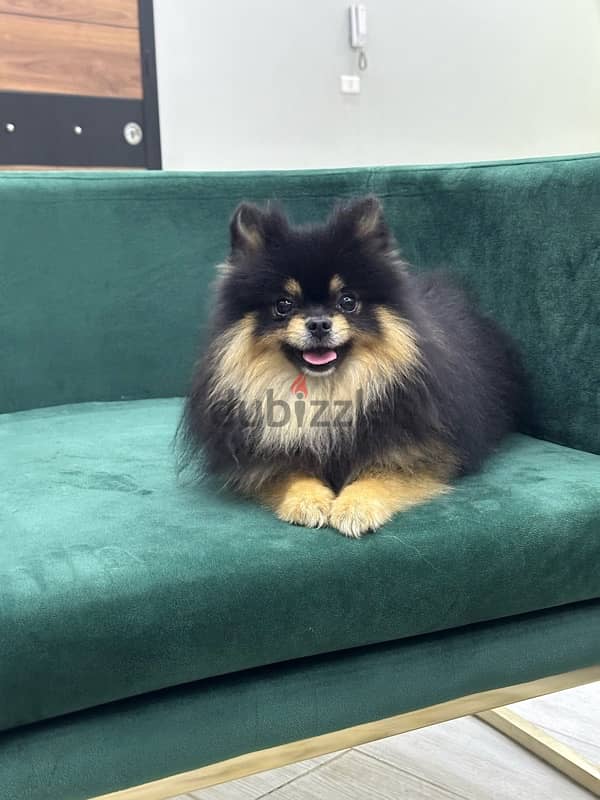 Pomeranian بومرينيان بومرينان 2