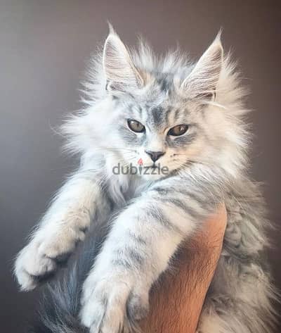 Maine Coon Kitten 45 days