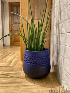 plant pot قصريه زرع 0