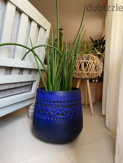 plant pot قصريه زرع