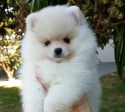 Pomeranian teacup توى بومرينيان تيكب