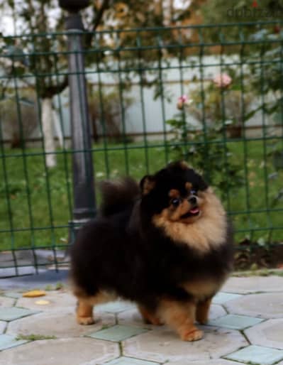 Pomeranian dog imported from Russia