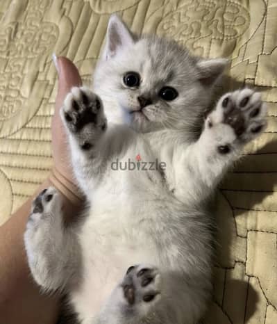 Scottish fold straight cat