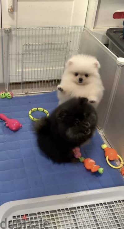 Pomeranian