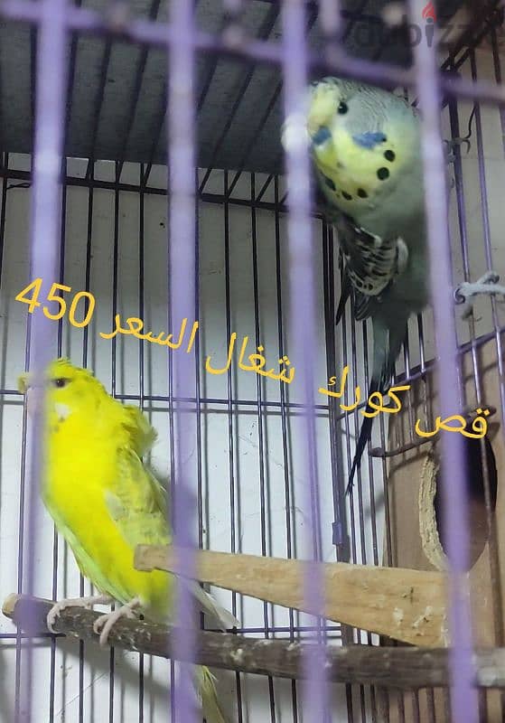 عصافير للبيع والسعر علي الصورة 12