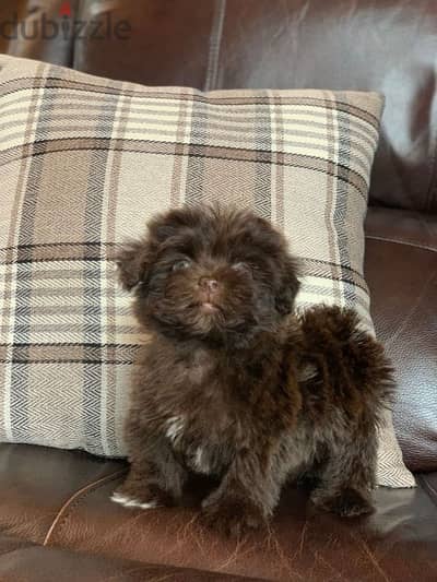 Havanese Puppies