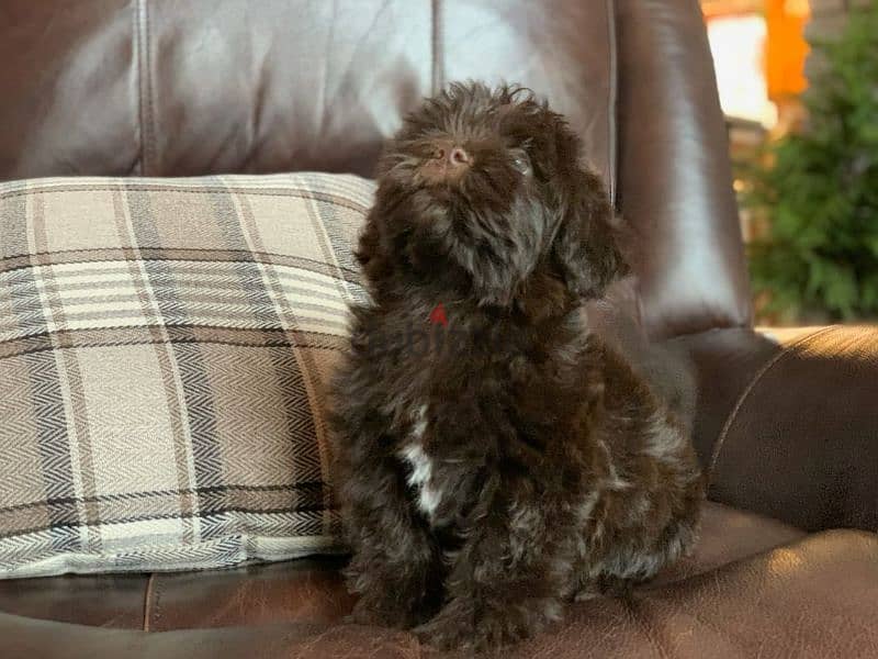 Havanese Puppies 2