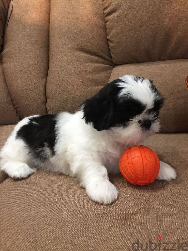 Havanese Puppies 6